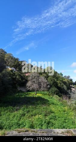 Le terrain montagneux de l'ouest du Portugal près de la ville de Sintra, une pente envahie d'arbres et d'arbustes contre un ciel bleu Banque D'Images