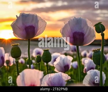 Beau champ de pavot à opium, Dorset d'été Royaume-Uni Banque D'Images