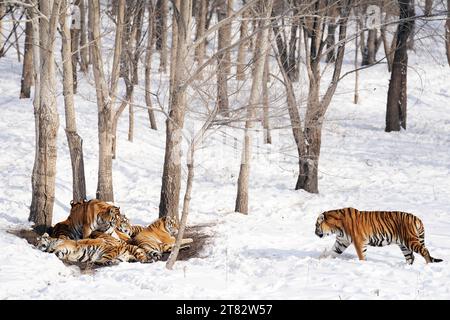 Harbin, province chinoise du Heilongjiang. 17 novembre 2023. Des tigres de Sibérie sont observés dans la neige au Siberian Tiger Park à Harbin, dans la province du Heilongjiang, dans le nord-est de la Chine, le 17 novembre 2023. Crédit : Wang Jianwei/Xinhua/Alamy Live News Banque D'Images