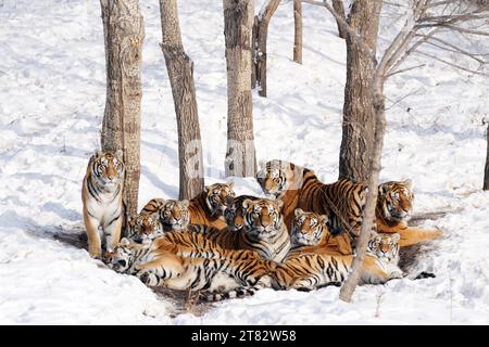 Harbin, province chinoise du Heilongjiang. 17 novembre 2023. Les tigres de Sibérie se blottissent dans la neige au parc des tigres de Sibérie à Harbin, dans la province du Heilongjiang au nord-est de la Chine, le 17 novembre 2023. Crédit : Wang Jianwei/Xinhua/Alamy Live News Banque D'Images