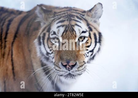 Harbin, province chinoise du Heilongjiang. 17 novembre 2023. Un tigre de Sibérie est photographié au Siberian Tiger Park à Harbin, dans la province du Heilongjiang, dans le nord-est de la Chine, le 17 novembre 2023. Crédit : Wang Jianwei/Xinhua/Alamy Live News Banque D'Images