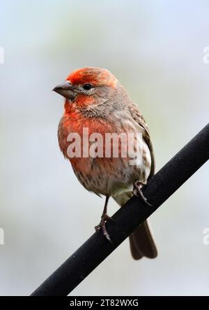 gros plan d'un mignon rosefinch mâle américain perché sur une tige au début de l'été à Broomfield, colorado Banque D'Images