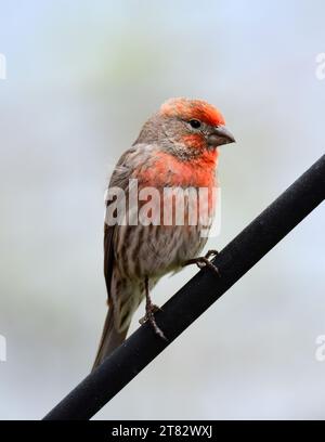 gros plan d'un mignon rosefinch mâle américain perché sur une tige au début de l'été à Broomfield, colorado Banque D'Images