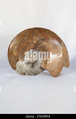 Fossile d'ammonite poli. Placé sur un chiffon de coton Banque D'Images