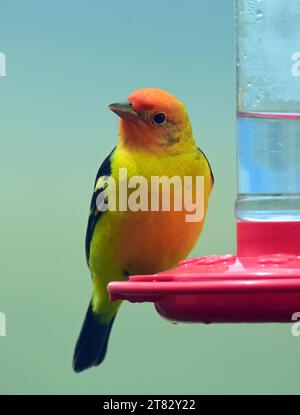 un tanager de l'ouest mâle coloré perché sur une mangeoire de nectar rouge au printemps à broomfield, colorado Banque D'Images