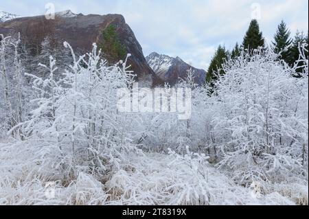 pipes et brins d'herbe gelés blancs devant les sommets des montagnes et les sapins en arrière-plan Banque D'Images