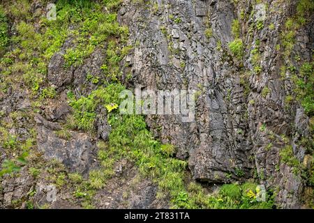 Une plante qui pousse sur les rochers. Fond de roche et d'herbe. Plantes de mousse poussant sur des coussins de maison. Fond de nature pour le lettrage Banque D'Images