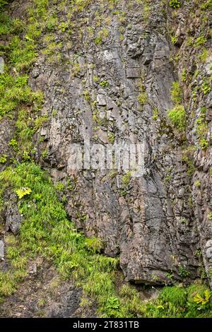 Une plante qui pousse sur les rochers. Fond de roche et d'herbe. Plantes de mousse poussant sur des coussins de maison. Fond de nature pour le lettrage Banque D'Images