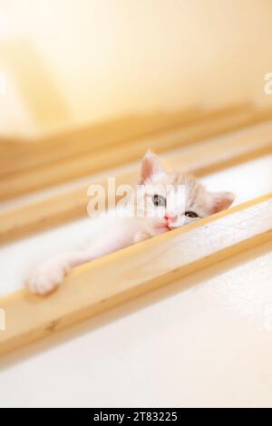 chaton ludique dormant dans les escaliers Banque D'Images