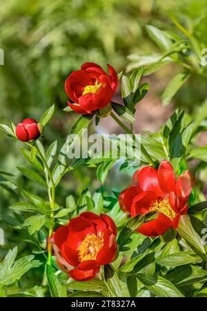 Gros plan de pivoines à feuilles fines (Paeonia Peregrina) Banque D'Images