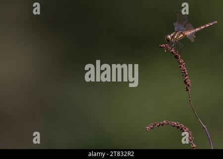 Une libellule Darter d'automne (Sympetrum frequens), sur une plante dans un parc à Kanagawa, au Japon. Banque D'Images