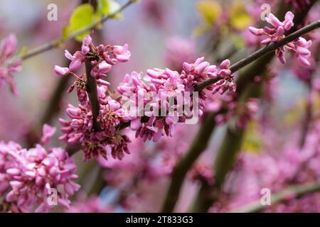 Cerci siliquastrum, communément appelé arbre Judas ou arbre Judas.Fleurs rose foncé à la fin du printemps/au début de l'été Banque D'Images