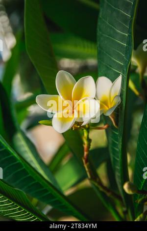 Fleurs frangipani blanches et jaunes en pleine floraison (Plumeria) Banque D'Images