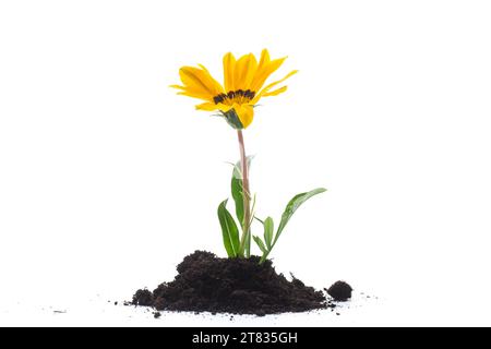 la fleur jaune pousse dans le sol, isolée sur fond blanc. Banque D'Images