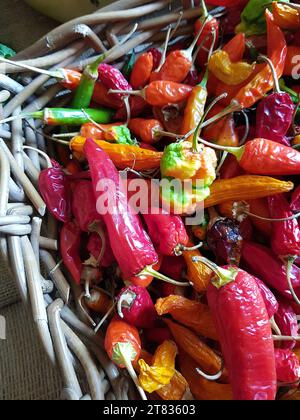 Gros plan d'une exposition de piments colorés dans un panier de paille. Banque D'Images