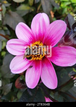 Gros plan de dahlia rose avec une abeille en son centre. Banque D'Images