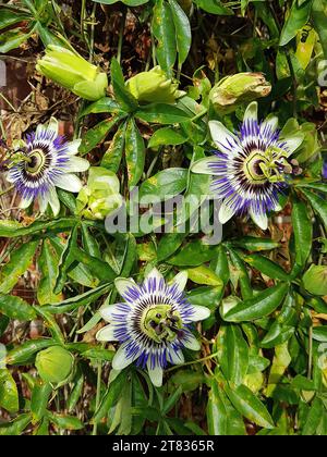 Gros plan de fleurs de fruits de la passion en pleine floraison. Banque D'Images