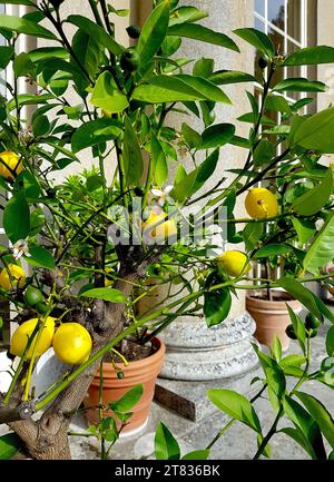 Gros plan de citronniers avec des fruits dans des pots en terre cuite. Banque D'Images