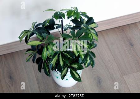 Schefflera arboricola plante isolée sur fond en bois Banque D'Images