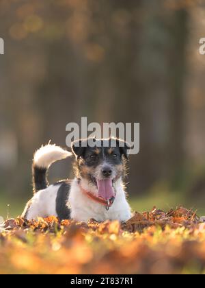 Le joli petit chien Jack Russell Terrier est couché sur les feuilles et pose en automne. Banque D'Images