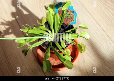 Dionaea Muscipula plante carnivore en fleurs dans un pot Banque D'Images