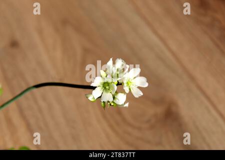 Dionaea Muscipula plante carnivore fleur blanche Banque D'Images