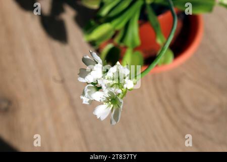 Dionaea Muscipula plante carnivore en fleurs dans un pot Banque D'Images