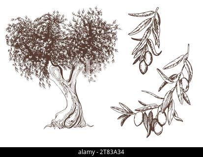 Vector vintage olive set isolé sur blanc. Illustrations dessinées à la main d'un arbre, branches avec des feuilles et des fruits dans le style d'une gravure. Symboles Illustration de Vecteur
