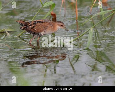 Baillon's Crake (Porzana pusilla), nourrir parmi les roseaux, Tai sang Wai, Hong Kong, Chine automne 2023 Banque D'Images