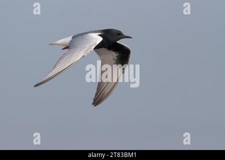 Sterne à ailes blanches (Chlidonias leucopterus), (adulte), vue latérale en vol, plumage de reproduction, Réserve naturelle de Mai po, Hong Kong Banque D'Images