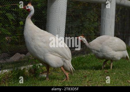 Deux pintades blanches paissant sur l'herbe verte de la cour arrière, les pintades sont l'un des oiseaux de la cour plus uniques. Banque D'Images