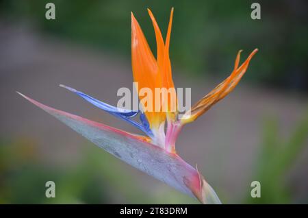 Fleur de couleur sombre sur un feuillage tropical nature background Banque D'Images