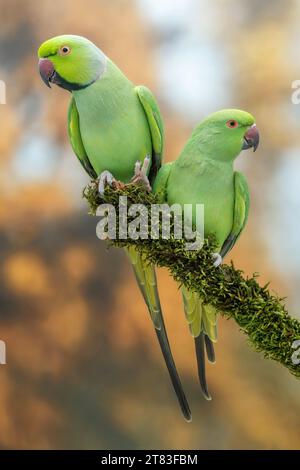 Perruche à anneaux roses, sous-espèce africaine !Psittacula krameri parvirostris) Banque D'Images