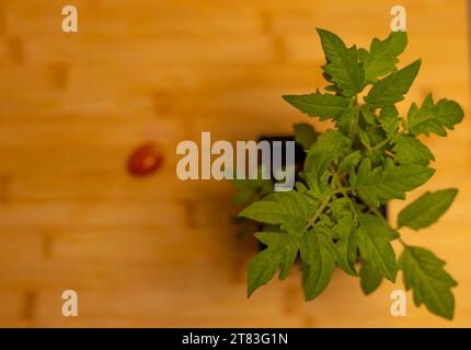 Semis de tomate unique avec des feuilles vertes sur une planche à découper buisson de tomates Banque D'Images