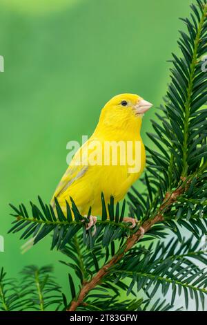 canari (Serinus canaria domestica) Banque D'Images