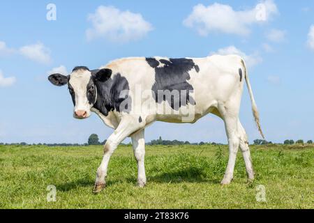 Vache de veau ludique passant dans le champ debout sur l'herbe verte dans un pré, pâturage, un ciel bleu Banque D'Images