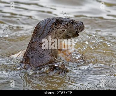 Loutre eurasienne (Lutra lutra) immature dans l'eau avec une fourrure humide. Banque D'Images