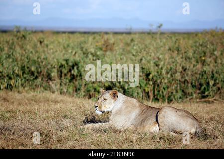 Lionne se reposant dans l'herbe. Amboseli, Kenya Banque D'Images