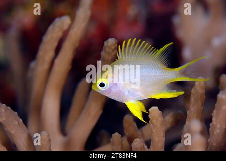 Ternate Damsel (Amblyglyphidodon ternatensis) au-dessus de Coral Reef. Mommon, Papouasie occidentale, Indonésie Banque D'Images