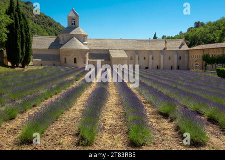 Beauté éthérée de l'abbaye de Senanque, embrassée par une mer de lavande fleurie sous un ciel azur impeccable Banque D'Images