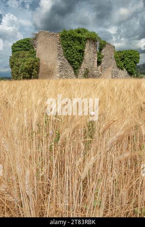 Ruine de vieille petite maison en pierre couverte de lierre entourée d'un champ de blé avec de lourds nuages dans le ciel Banque D'Images