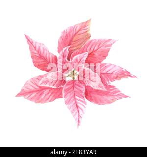 Aquarelle dessine poinsettia rose à la main, pulcherrima fleurs et feuilles plante traditionnelle pour Noël ou le nouvel an décor, conception de carte de voeux, hiver Banque D'Images