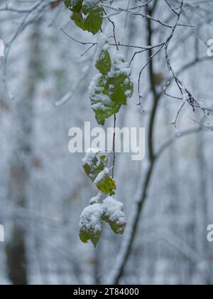 Branches et feuilles couvertes de neige dans la forêt d'hiver Banque D'Images