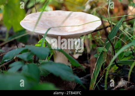 Champignon en entonnoir commun Clitocybe gibba, dépression de la coiffe crème foncée dans les branchies de crème effilées au centre du bord de la coiffe sur la tige brun crémeux dans les bois Banque D'Images