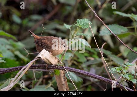 Wren troglodytes x2, petit oiseau brun court souvent armé queue bec fin barrant sur les ailes de la queue et flancs pattes roses perchées sur les ronces plus pâles dessous Banque D'Images