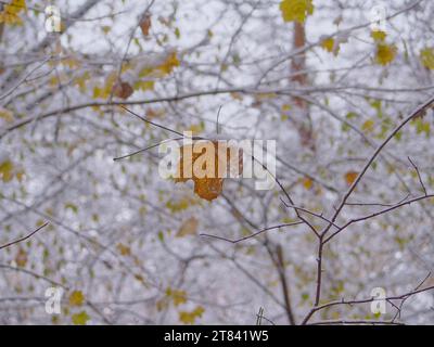 Branches et feuilles couvertes de neige dans la forêt d'hiver Banque D'Images