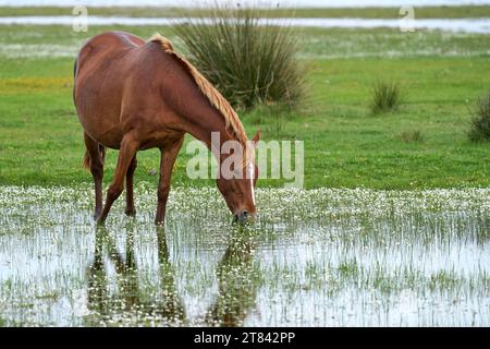 Cheval sauvage dans le Parque Nacional de Doñana, Andalousie, Espagne Banque D'Images