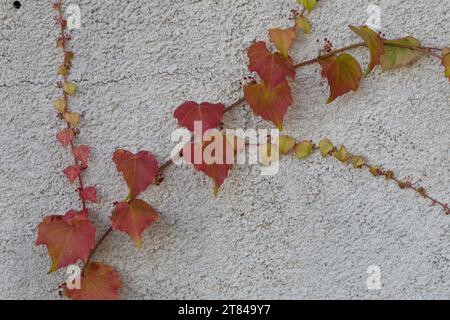 Dreilappige Jungfernrebe, Jungfern-Rebe, Wilder Wein, klettert an einer Fassade, Fassadenbegrünung, Haftscheibe, Haftscheiben, Parthenocissus tricuspi Banque D'Images