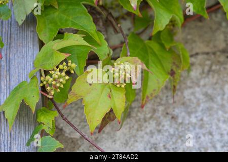 Dreilappige Jungfernrebe, Jungfern-Rebe, Wilder Wein, blühend, klettert an einer Fassade, Fassadenbegrünung Parthenocissus tricuspidatus, Parthenociss Banque D'Images