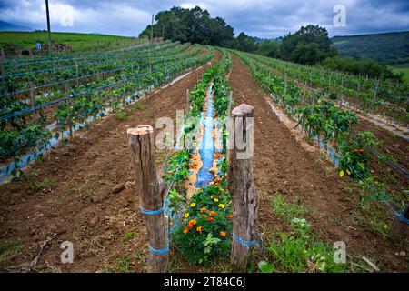 Espelette, domaine de piments Espelette, deviendra le piment poivre, célèbre poivre des régions basques de France Banque D'Images